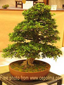 bonsai maintenance   bonsai care