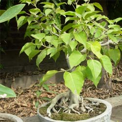 bonsai trees 