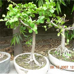 bonsai pictures