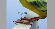 Canary Bird 3d Model
