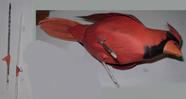 Bird Cardinal 