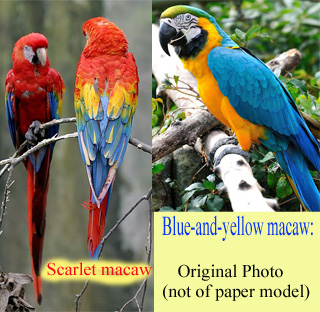 Bird Macaw Craft Model