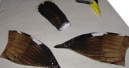 Maina Bird Model