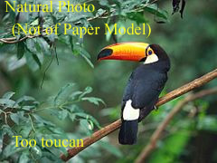 free download Paper Models