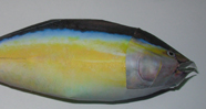 Fish   Model