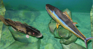 Aquarium Fish  Model