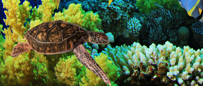 See Turtle Paper Craft 3d Model