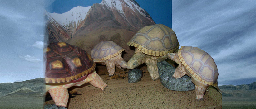 Tortoise Paper Craft Model 