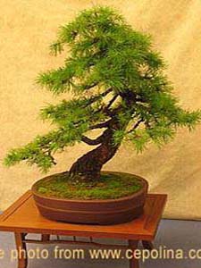 bonsai maintenance bonsai care