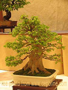 bonsai