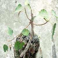 bonsai