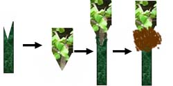 grow bonsai tree