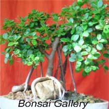 bonsai trees