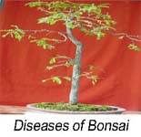 trees diseases