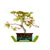 bonsai