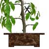 planting plants