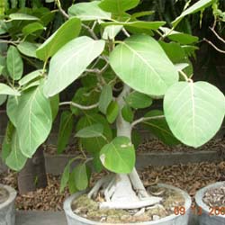 Cheap Bonsai Trees