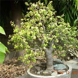  Cheap Bonsai Trees