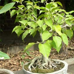  Cheap Trees