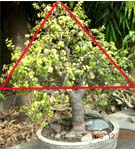 growing bonsai style