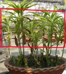 growing bonsai style