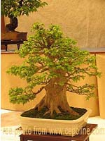 growing bonsai