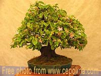 bonsai style
