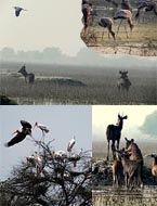 tourism bharatpur rajasthan