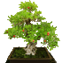 bonsai