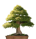 bonsai