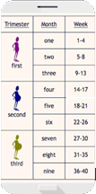 Pregnancy Calendar