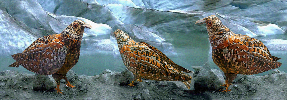 Button Quail Paper Craft 3d Model