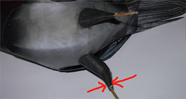 Indian Crow  Craft Model