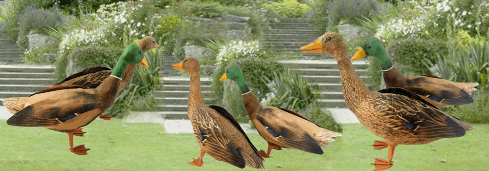 Duck Paper Craft 3d Model