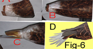  Eagle Paper 