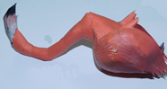 Flamingo Model