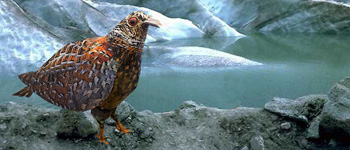 Paper Craft 3d Models Birds