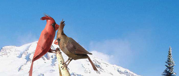 Paper Craft 3d Models Birds