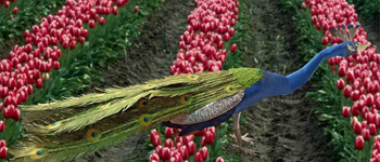 Craft Bird Models