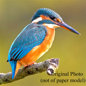Kingfisher