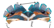 Kingfisher Bird Paper 
