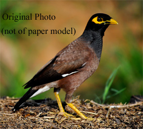 Maina Bird
