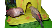 paper models
