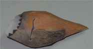 craft model
