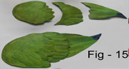 Idian Parrot  craft   models