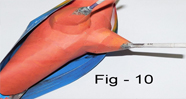 Idian Parrot   Model 
