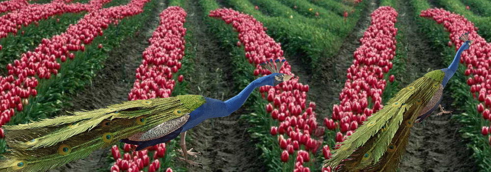 Peacock Paper Craft 3d Model