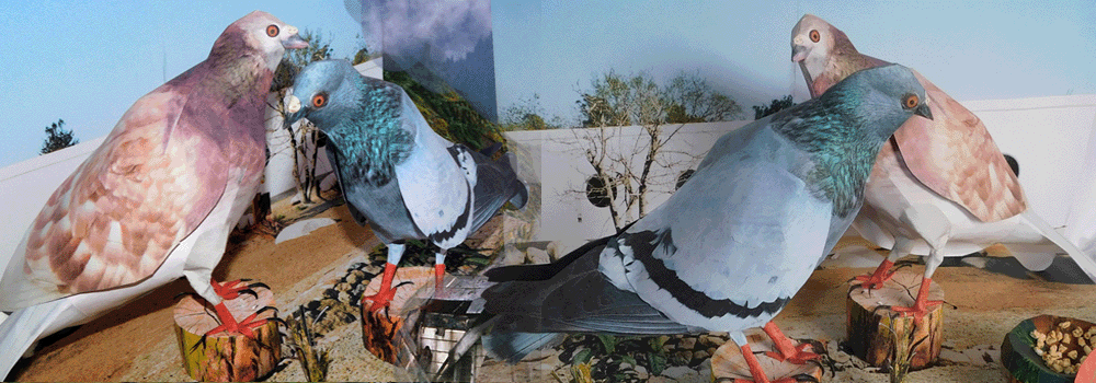 Pigeon Paper Craft 3d Model