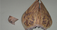 paper Models