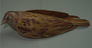 Indian Sparrow Bird Paper 3d Model